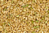 Seedville 100 Long Grain Brown White Rice Oryza Sativa Vegetable Seeds