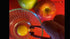 newyolk The Original Egg Tool. Engineered to instantly pick up that nasty glob of chalaza membrane off egg yolks. Picks