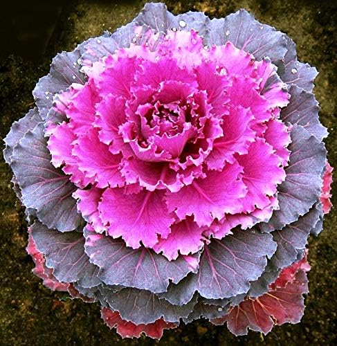 NIKA SEEDS Seeds Vegetable Flowering Kale Mix (Ornamental Cabbage) Large Leaf - 50-100 Seeds