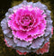 NIKA SEEDS Seeds Vegetable Flowering Kale Mix (Ornamental Cabbage) Large Leaf - 50-100 Seeds
