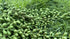 FLIPPED 3 Pack Artificial Plant, Succulent Plants Hanging String Pearls, Fake Lover Tears Plants