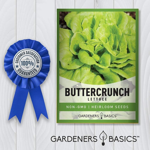 2000+ 2 Summer, Gardeners Basics, Buttercrunch Lettuce Seeds for Planting - Butterhead Boston Bibb Heirloom, Non-GMO