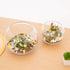 WGV Bowl Glass Vase, 8" Diameter, 6.5" Height, Clear Bubble Planter for Wedding Event Home Decor