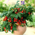SeedsUP 40+ Seeds Indoor Dwarf Tomato Year-Round - Vegetable Red