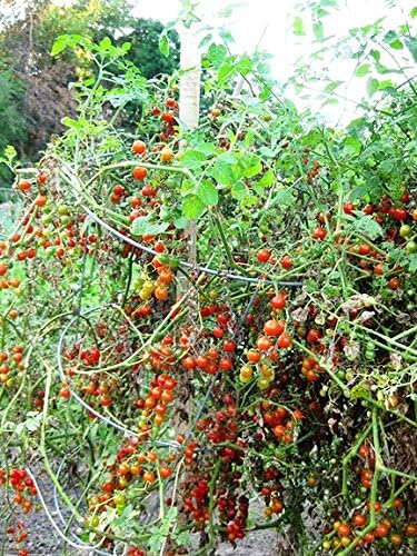 Harley Seeds 30 Sweet Pea Currant Tomato Seeds, Heirloom Non GMO, Extra Sweet and Heavy Yielding, Low Acid