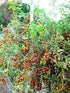 Harley Seeds 30 Sweet Pea Currant Tomato Seeds, Heirloom Non GMO, Extra Sweet and Heavy Yielding, Low Acid