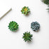 CoCoMe Funny 3D Resin Succulent Fridge Magnets, Set of 4