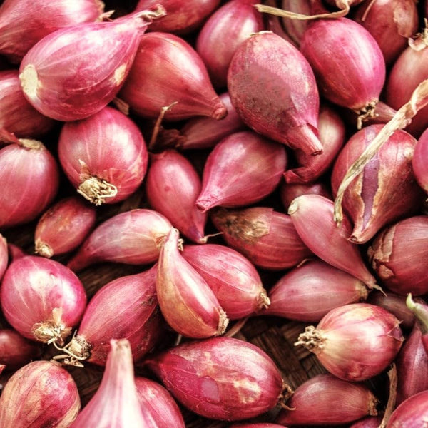 TomorrowSeeds - Nero Shallot Sets (Bulbs) - 20+ Count - For 2025