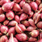 TomorrowSeeds - Nero Shallot Sets (Bulbs) - 20+ Count - For 2025
