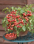 SeedsUP 40+ Seeds Indoor Dwarf Tomato Year-Round - Vegetable Red