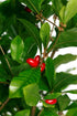 Miracle Berry LLC 1 Miracle Fruit Plant (Synsepalum dulcificum)- Gallon Pot