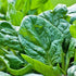 SeedsUP 300+ Seeds Four Season Spinach Viroflay Giant - Vegetable Green