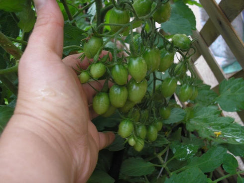 (2) 4" 8" 4" Inch Clovers Garden Grape Tomato Plants Two Live Plants Non-GMO - Not Seeds - Each to Tall in Pots Sweet