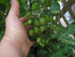 (2) 4" 8" 4" Inch Clovers Garden Grape Tomato Plants Two Live Plants Non-GMO - Not Seeds - Each to Tall in Pots Sweet
