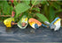 Zerodis Miniature Bird Decorative Figurines - Pack of 4 Resin Birds for Garden