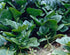 Unknown (50 Pack) Malabar Spinach Green Stem Variety - Seed Leafy Green Spinach - Non-GMO - Open Pollinated Seeds