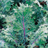 Generic 500 Organic Red Russian Kale Seeds for Planting Heirloom Non GMO 1.75+