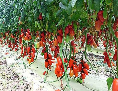 Harley Seeds 30 Italian San Marzano Paste Tomato Seeds, Heirloom Non-GMO, Indeterminate, Open-Pollinated, Productive