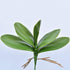 FagusHome 6 PCS Green Artificial Phalaenopsis Orchids Leaves, Faux Orchids Leaf 11 Inches