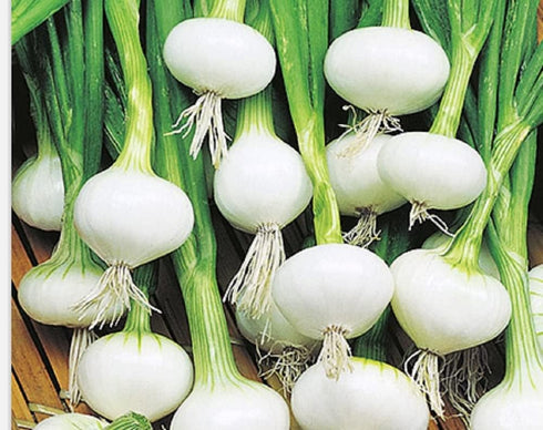 Instant Latch 250 Barletta Onion Seeds | Non-GMO | Heirloom | Fresh Garden Seeds