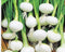 Instant Latch 250 Barletta Onion Seeds | Non-GMO | Heirloom | Fresh Garden Seeds