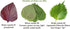 HipGirl 2026 Bird-200 #1,Purple/Red-1g) Early Perilla Seeds for Planting/Shiso Seeds for Planting.Heirloom Non GMO Seed