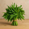 Loseedsoo Kong Xin CAI Seeds, 0.5 Ounce 300+ Green Leaf Vegetable Seeds for