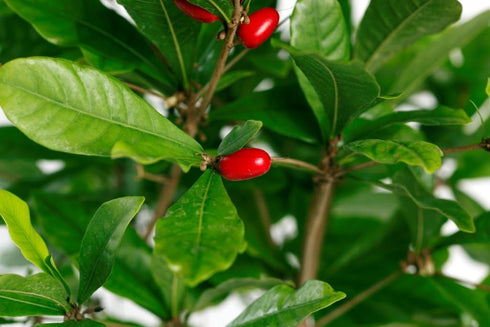Miracle Berry LLC 1 Miracle Fruit Plant (Synsepalum dulcificum)- Gallon Pot