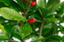 Miracle Berry LLC 1 Miracle Fruit Plant (Synsepalum dulcificum)- Gallon Pot