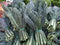 400+ Seeds Black (Elephant) Kale-
