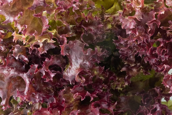 Generic 1000 2+ Salad Bowl Red Lettuce Seeds for Planting Grams of Seeds Non GMO Heirloom Garden Vegetable Survival