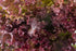 Generic 1000 2+ Salad Bowl Red Lettuce Seeds for Planting Grams of Seeds Non GMO Heirloom Garden Vegetable Survival