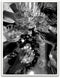 Generic Poster Black and White Wall Art Champagne Poster Vintage Bar Print Canvas