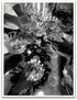 Generic Poster Black and White Wall Art Champagne Poster Vintage Bar Print Canvas