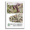 Rainbow Bean Mix Sprouting Seeds, Adzuki, Garbanzo, Green Pea, & Lentil, 40+