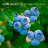 (4 Pack) Blueberry Plant Biloxi Live for Sale | Easy to Grow Plants | Edible Fruit Plant for Sustainable Living | Grow