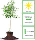 1 Perfect Plants Gala Apple Tree Gallon | Live Fruit Trees for Outdoor Planting | Fresh Apples for Eating, Canning