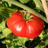 500+ Count 2026 TomorrowSeeds - Giant Beefsteak Tomato Seeds - - for Planting Determinate Heirloom Red Beef Steak