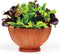 Harley Seeds 1000 Lettuce Mix Seeds Please Read This is A Mix 20 Varieties