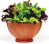 Harley Seeds 1000 Lettuce Mix Seeds Please Read This is A Mix 20 Varieties