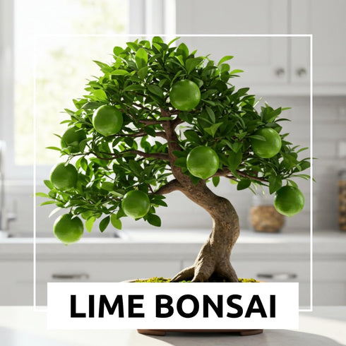 20+ Dwarf Lime Tree Seeds Healthy Seeds for Planting and Growing Citrus