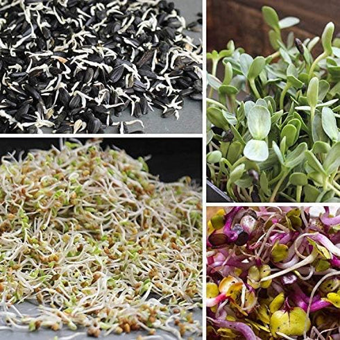 1 Lb, Organic Soybean Seeds Non-GMO Perfect for Sprouting, Tofu, Food Storage, and Crop Ideal for Vegetable Gardens