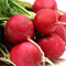Generic 600 German Giant Radish Seeds for Planting 7 Grams Heirloom Non GMO