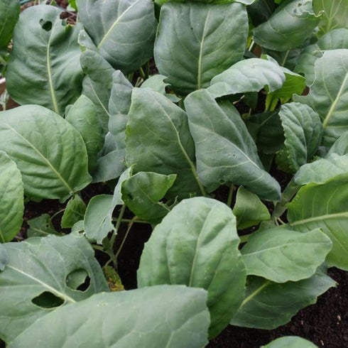 dearbridal Broccoli-1000 Alboglabra, Chinese Seeds, Kai Lan, Gai Lan, Brassica Open Pollinated