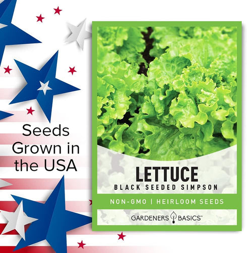 2 Summer, Gardeners Basics, Green Leaf Lettuce Seeds for Planting - (Black Seeded Simpson Variety) Heirloom, Non-GMO