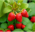 200 pcs Heirloom Strawberry Seeds - Perennial Non-GMO Outdoor Indoor Giant Fresh Berry Seeds