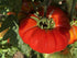 KIRA SEEDS Seeds Red Giant Beefsteak Tomato - Heirloom Vegetable - GMO Free