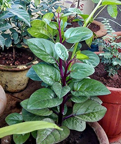 Harley Seeds 30 Malabar Red Stem Spinach Seeds Herb Heirloom Non-GMO Phooi Leaf, Red Vine, Alugbati, Vietnamese, from