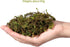 VOSAREA 1 Pack Artificial Moss Fake Lichen Simulation Green Faux Pot Moss for DIY Miniature House (About 60g)
