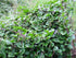 Malabar Spinach (100 Mixed - Homegrown in The USA - Fresh Seeds - Both Varieties - RED & Green Blend - Vine Spinach